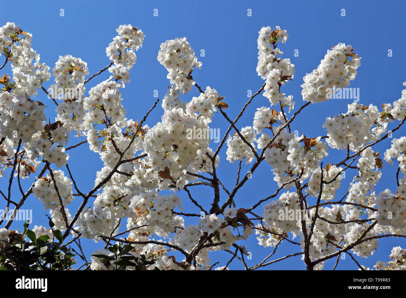 White Spring Blossom