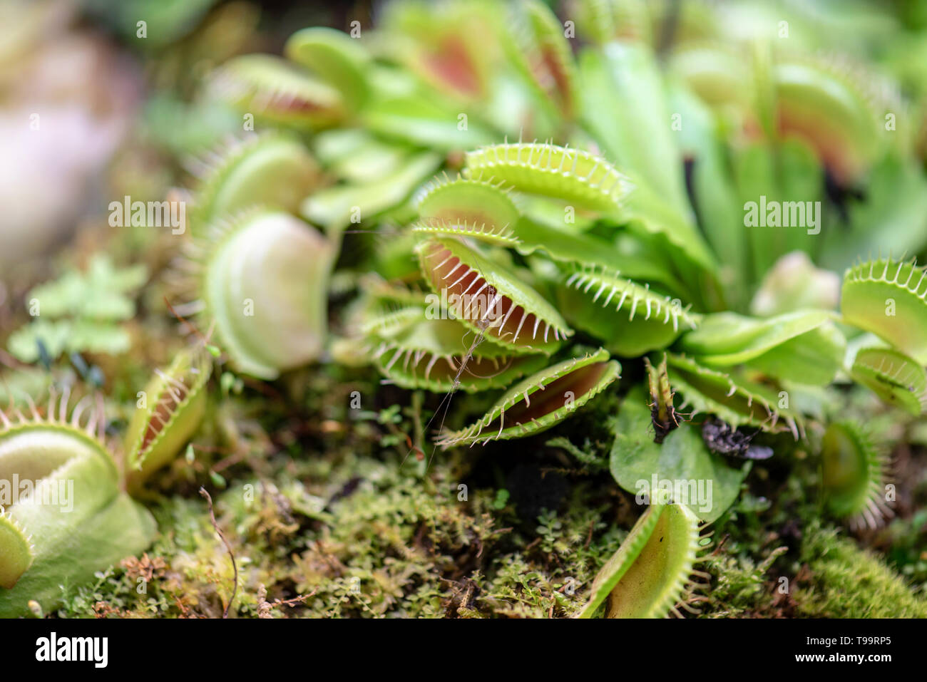 Close-up Venus flytrap or Dionaea Muscipula Stock Photo
