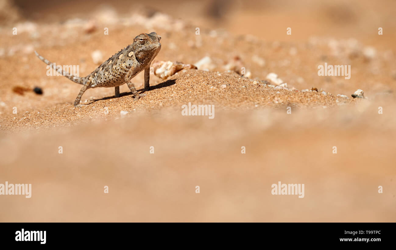 Little Namaqua Chameleon walking on the sand. Stock Photo