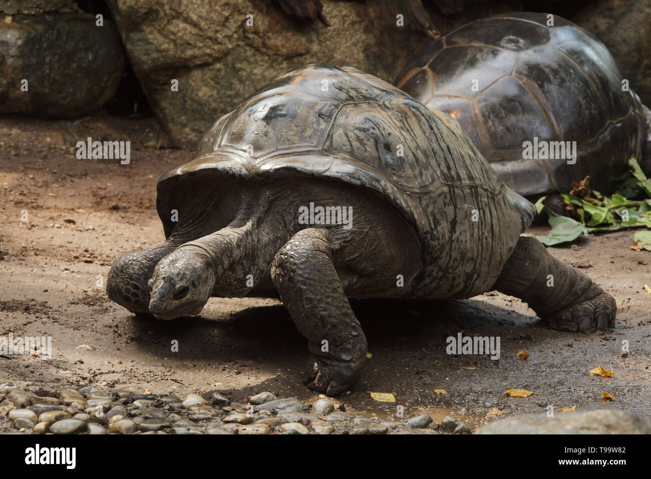 Aldabra giant tortoise (Aldabrachelys gigantea). Wildlife animal. Stock Photo
