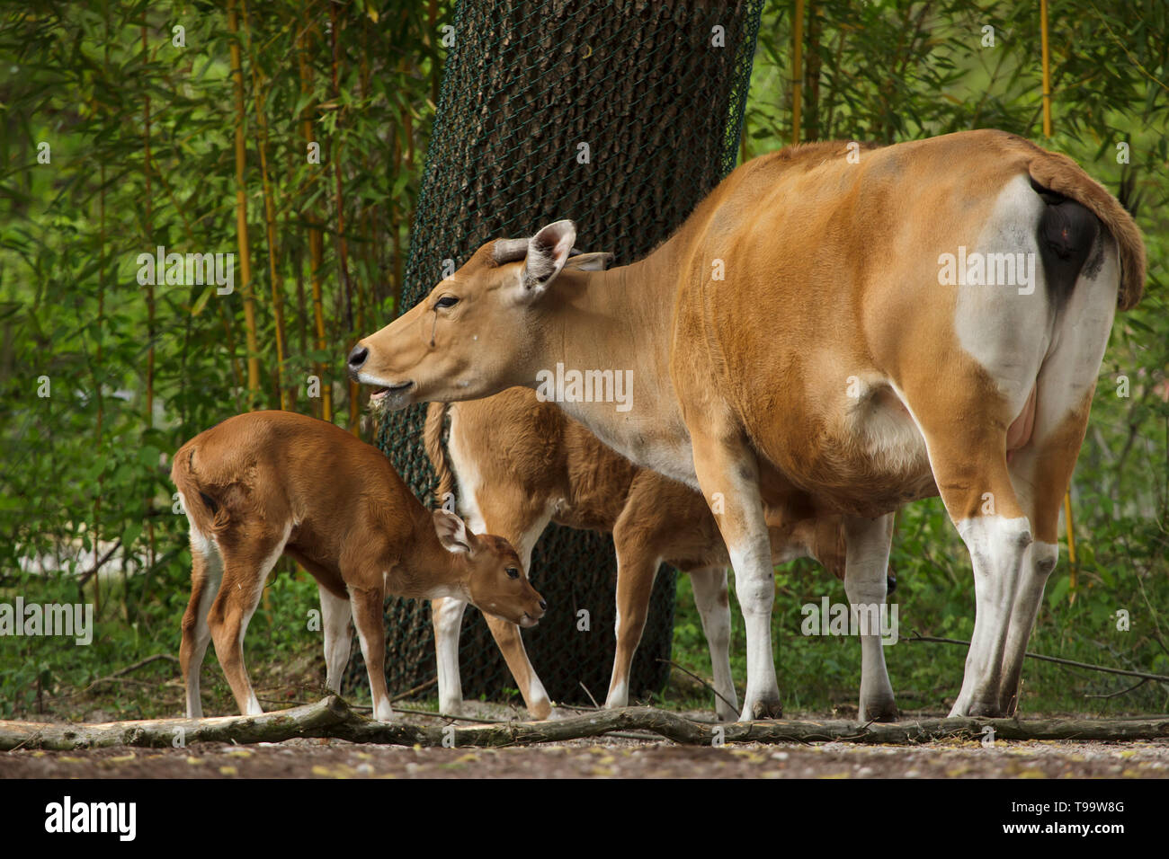 Javan banteng (Bos javanicus), also known as the tembadau with its newborn calves. Stock Photo