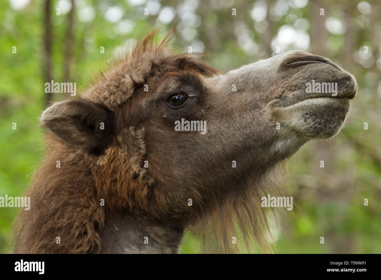 Bactrian camel (Camelus bactrianus). Domesticated animal. Stock Photo