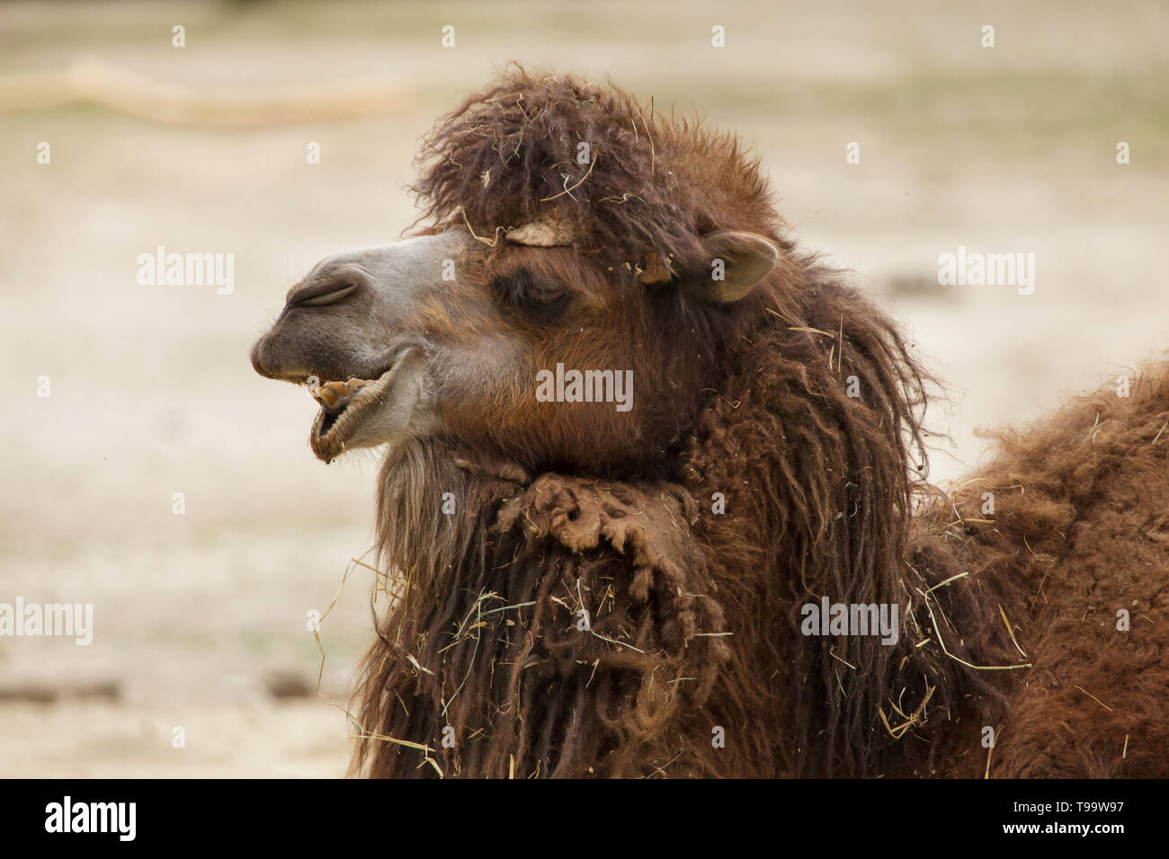Bactrian camel (Camelus bactrianus). Domesticated animal Stock Photo Alamy