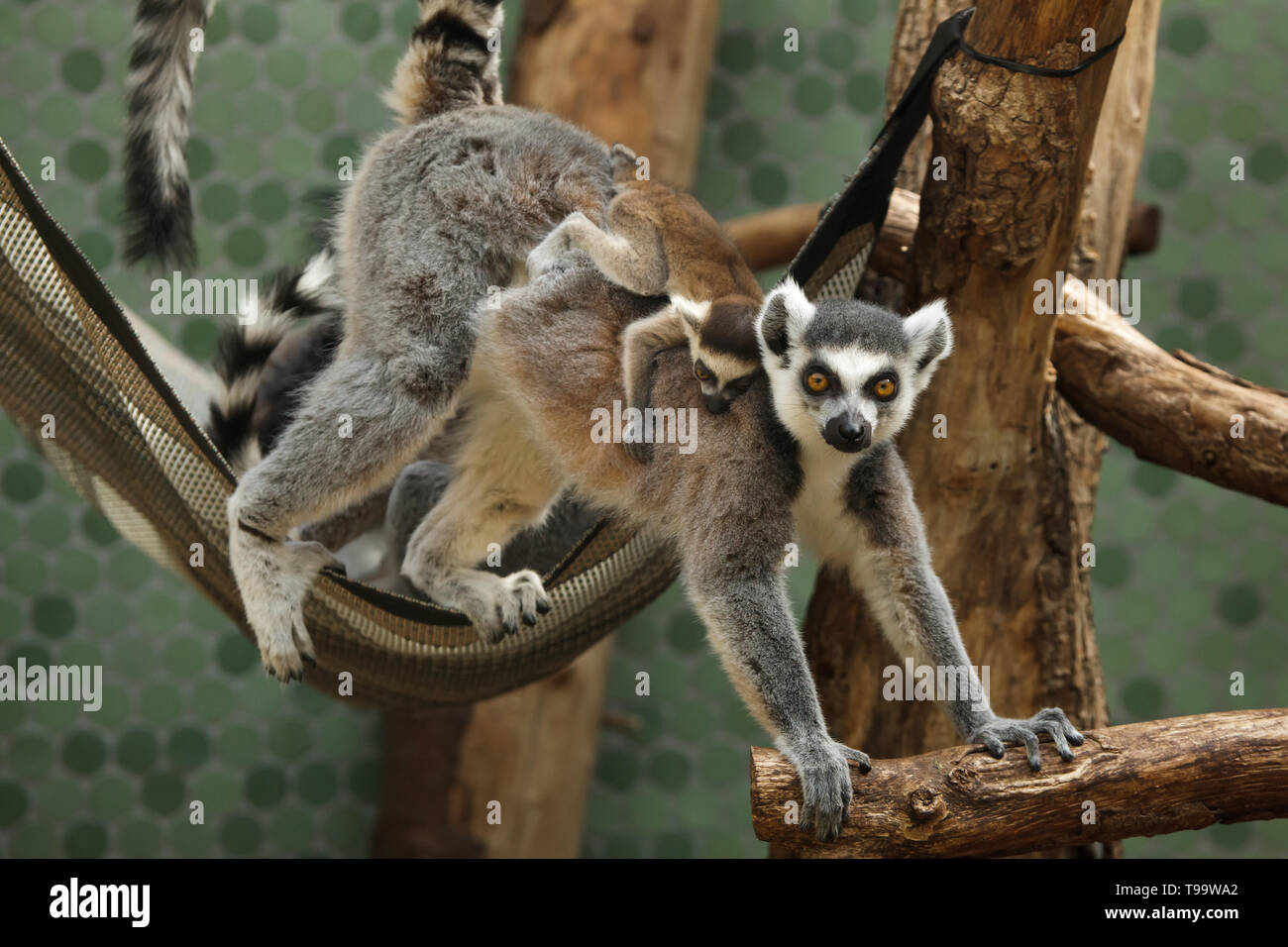 Ring-tailed lemur (Lemur catta) with its newborn baby in the back at Hellabrunn Zoo (Tierpark Hellabrunn) in Munich, Bavaria, Germany. Stock Photo