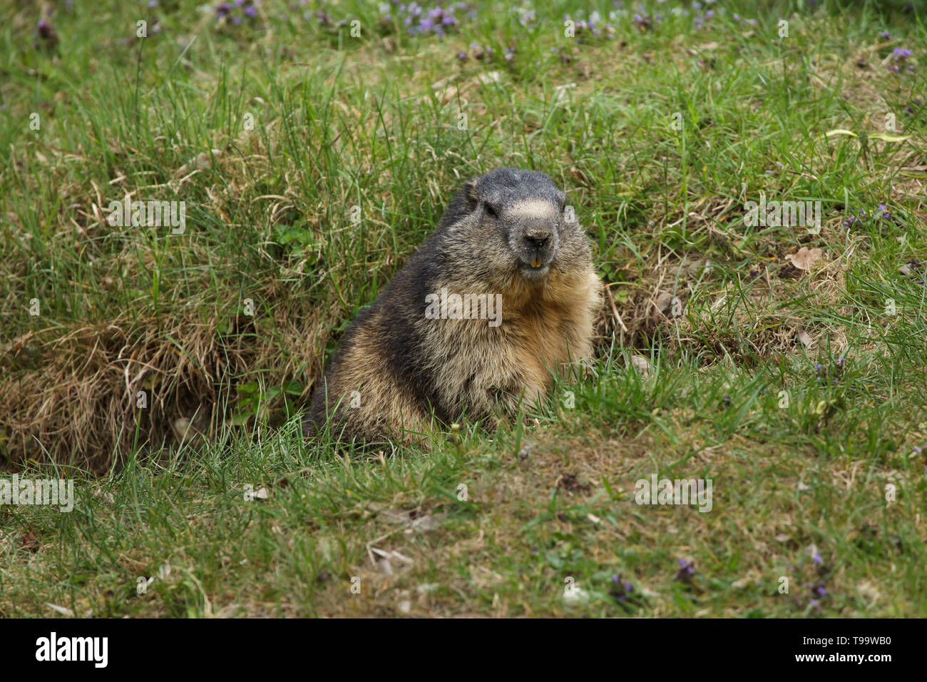 Alpine marmot (Marmota marmota). Wildlife animal. Stock Photo