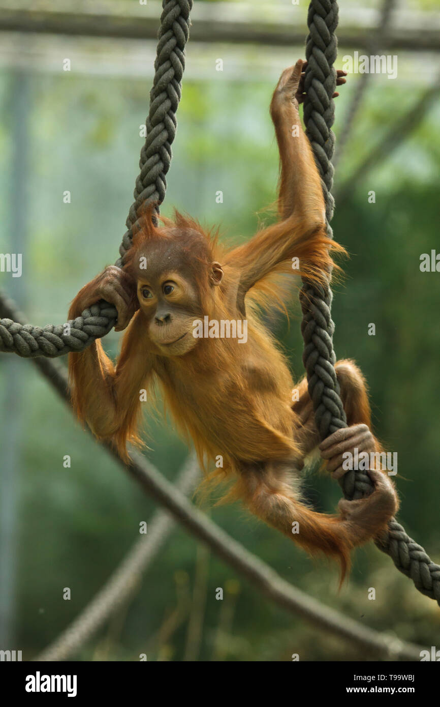 Newborn Sumatran orangutan (Pongo abelii) playing with ropes at Hellabrunn Zoo (Tierpark Hellabrunn) in Munich, Bavaria, Germany. Stock Photo