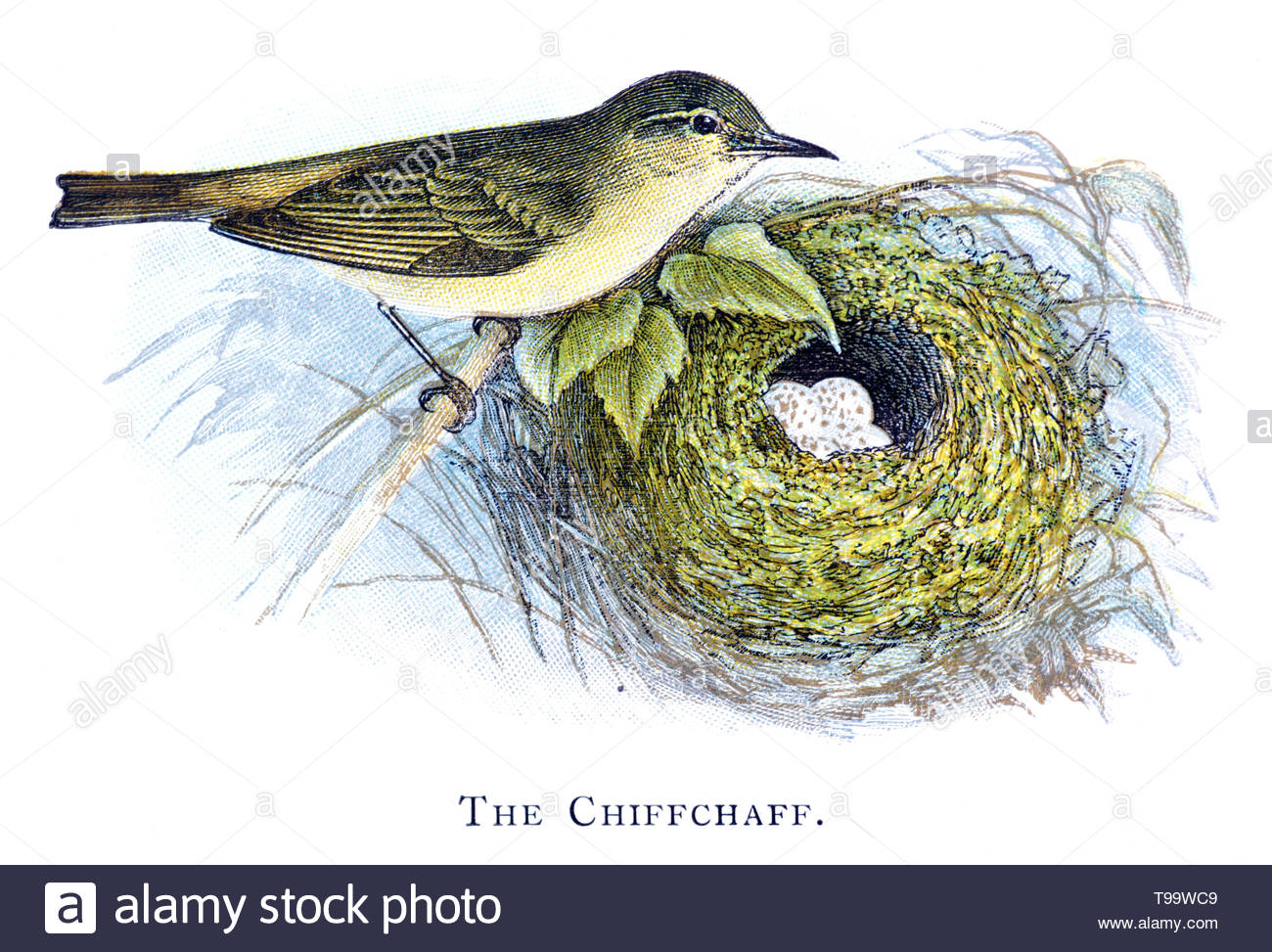 Common Chiffchaff (Phylloscopus collybita) at nest with eggs, vintage illustration published in 1898 Stock Photo