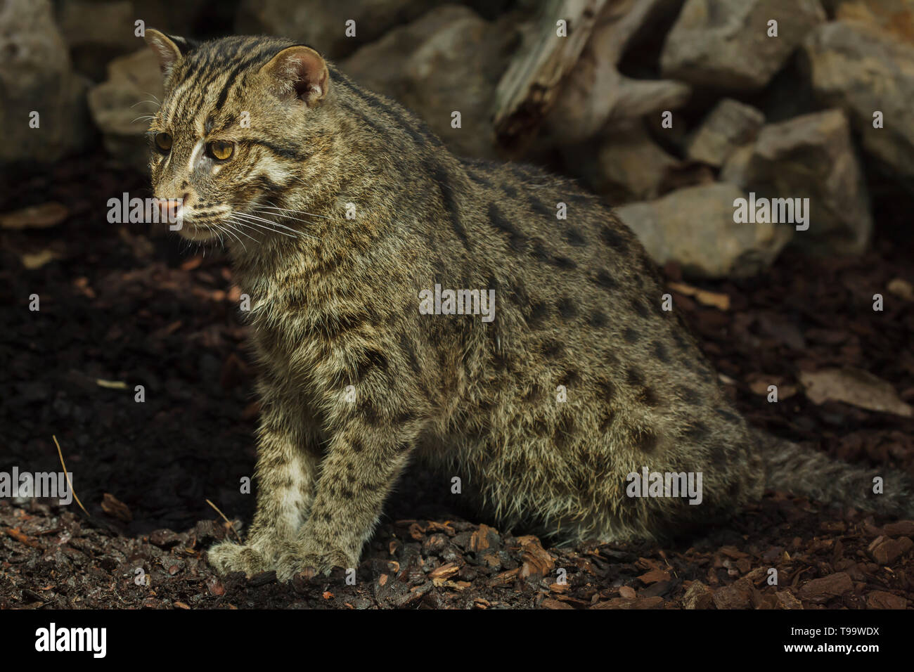Fishing cat (Prionailurus viverrinus). Wildlife animal. Stock Photo