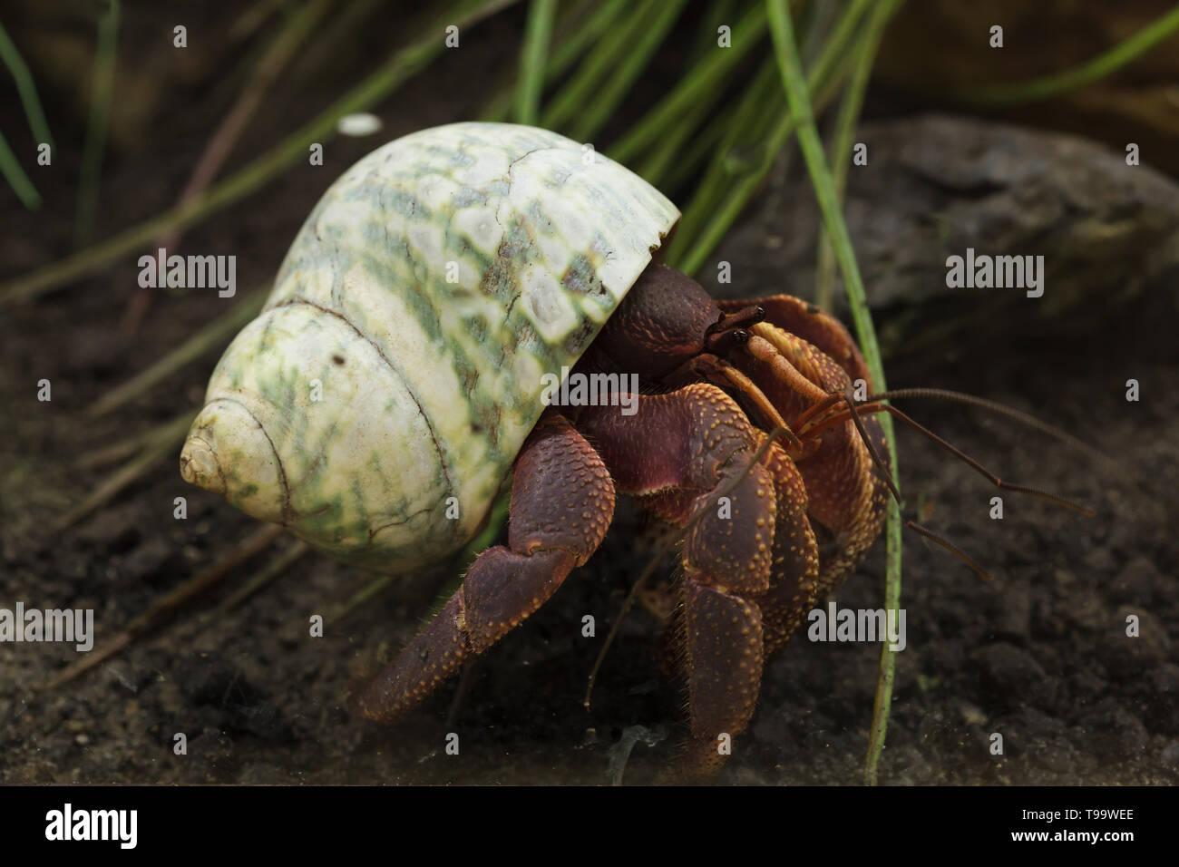 Caribbean hermit crab (Coenobita clypeatus), also known as the soldier crab. Stock Photo