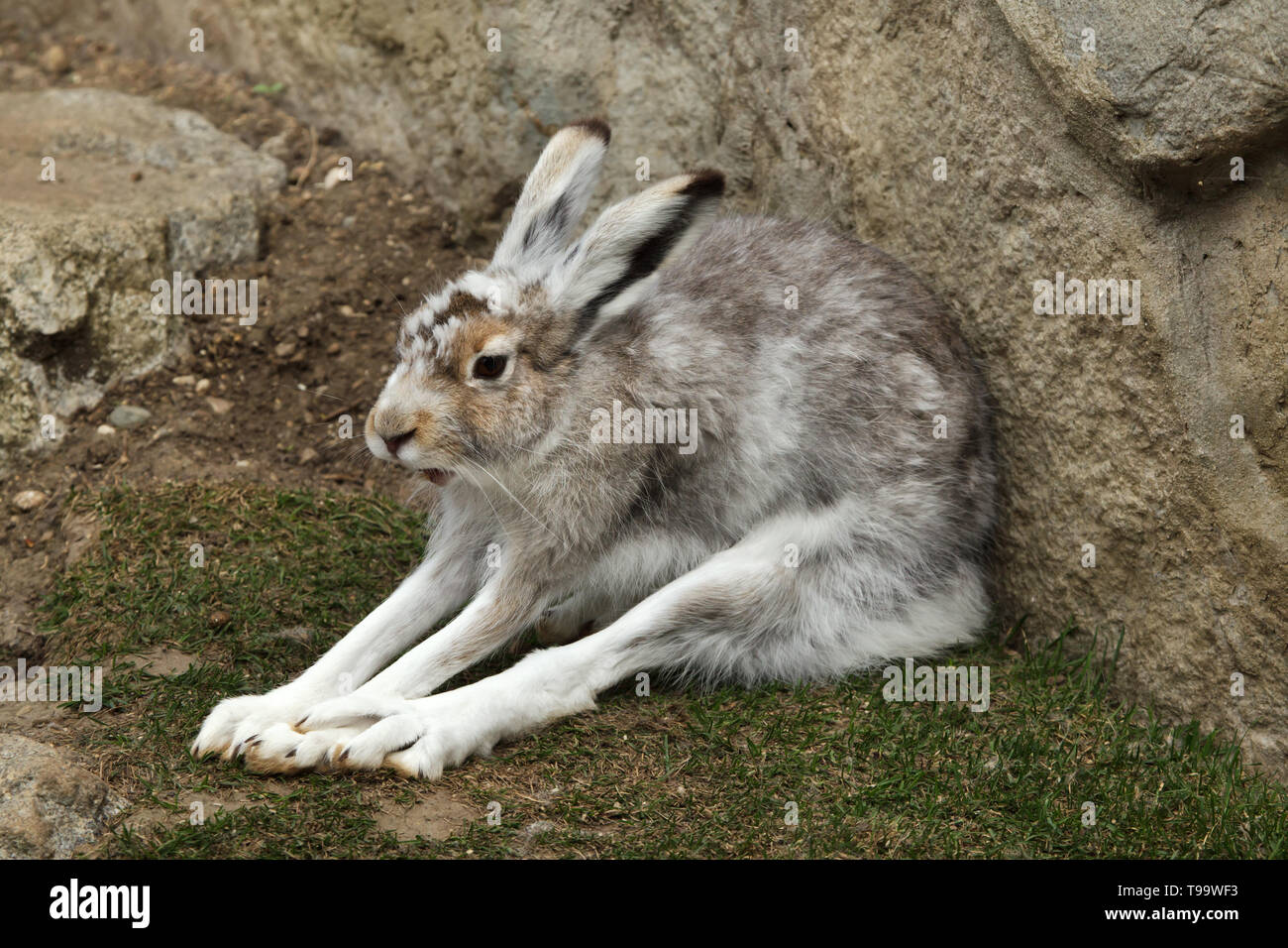 Mountain hare (Lepus timidus), also known as the white hare. Stock Photo