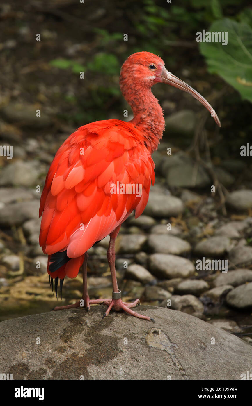 Scarlet ibis (Eudocimus ruber). Wildlife bird. Stock Photo
