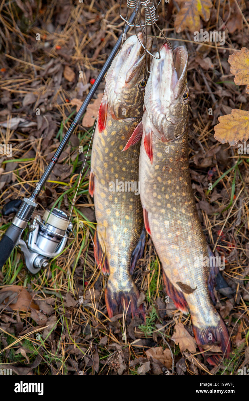 Fishing concept, trophy catch - big freshwater pike fish know as Esox  Lucius just taken from the water on fish stringer and fishing rod with reel.  Two Stock Photo - Alamy