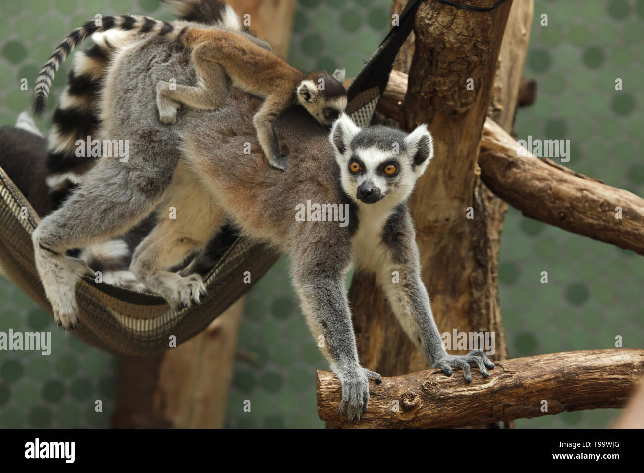 Ring tailed lemur Lemur catta with its newborn baby in the back ...