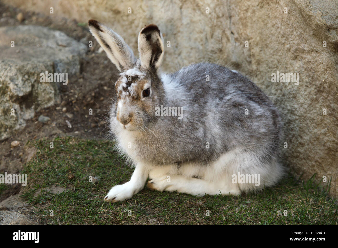 Mountain hare (Lepus timidus), also known as the white hare. Stock Photo