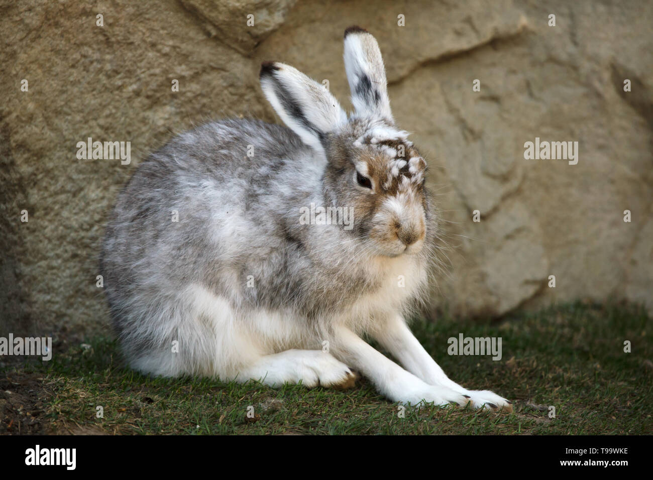Mountain hare (Lepus timidus), also known as the white hare. Stock Photo