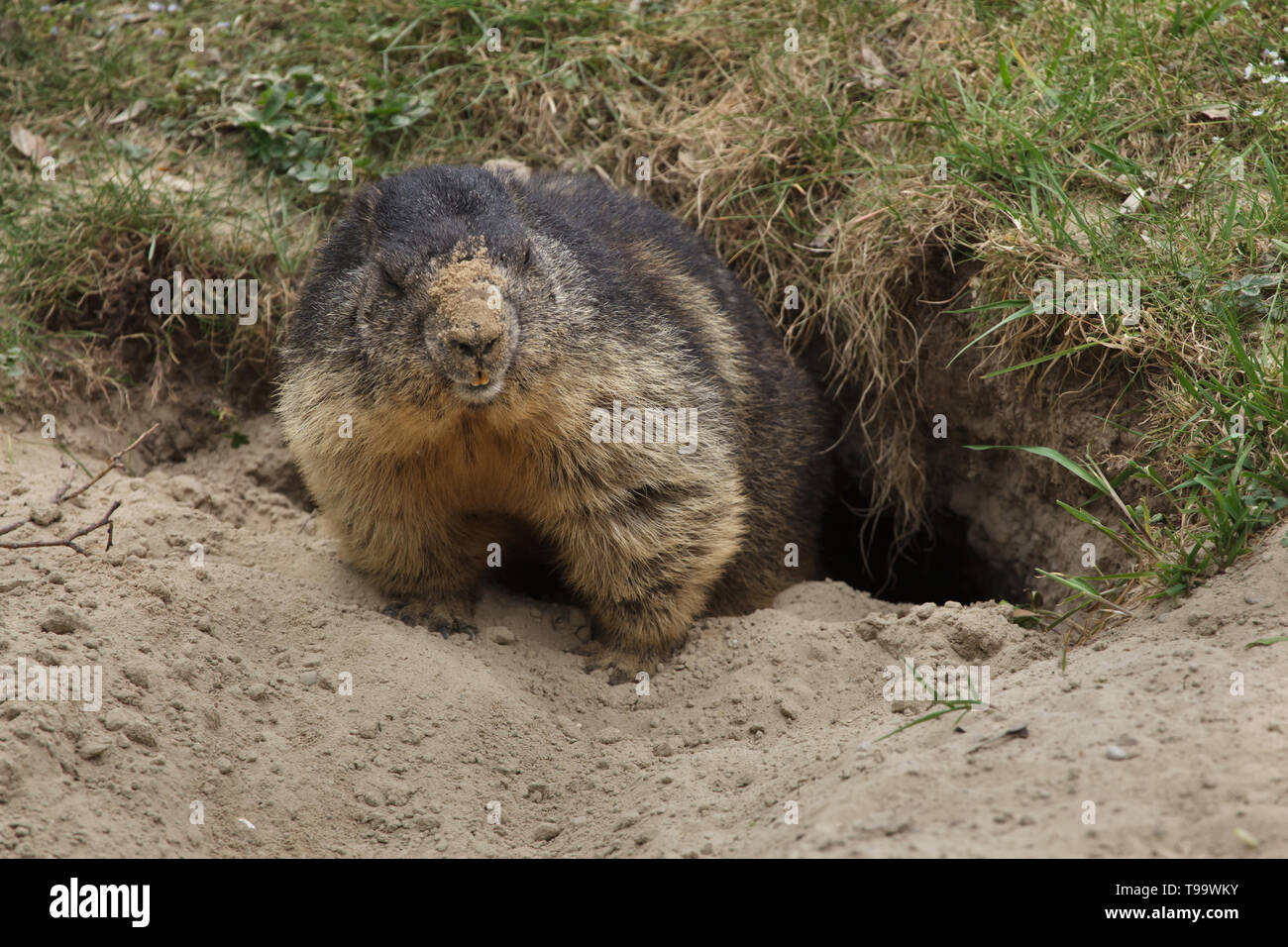 Alpine marmot (Marmota marmota). Wildlife animal. Stock Photo