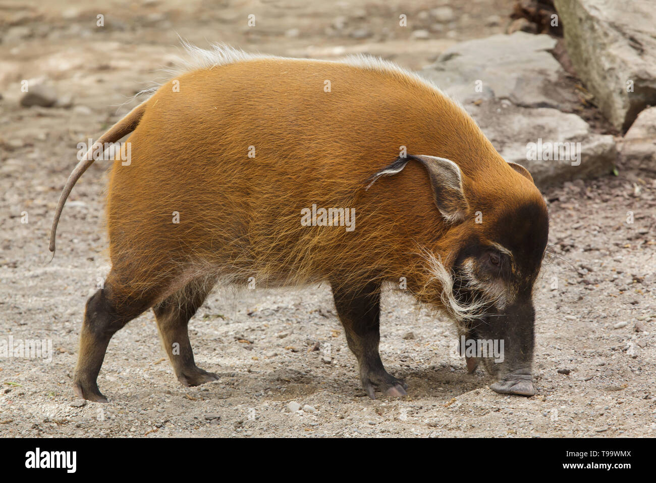 Red river hog (Potamochoerus porcus), also known as the bush pig. Stock Photo