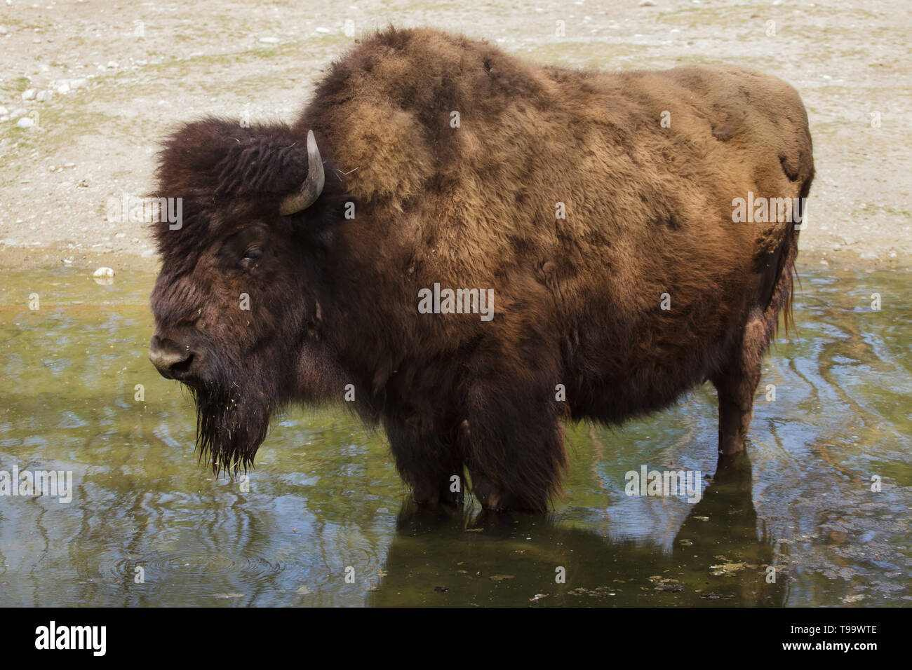 Wood bison (Bison bison athabascae), also known as the mountain bison. Stock Photo