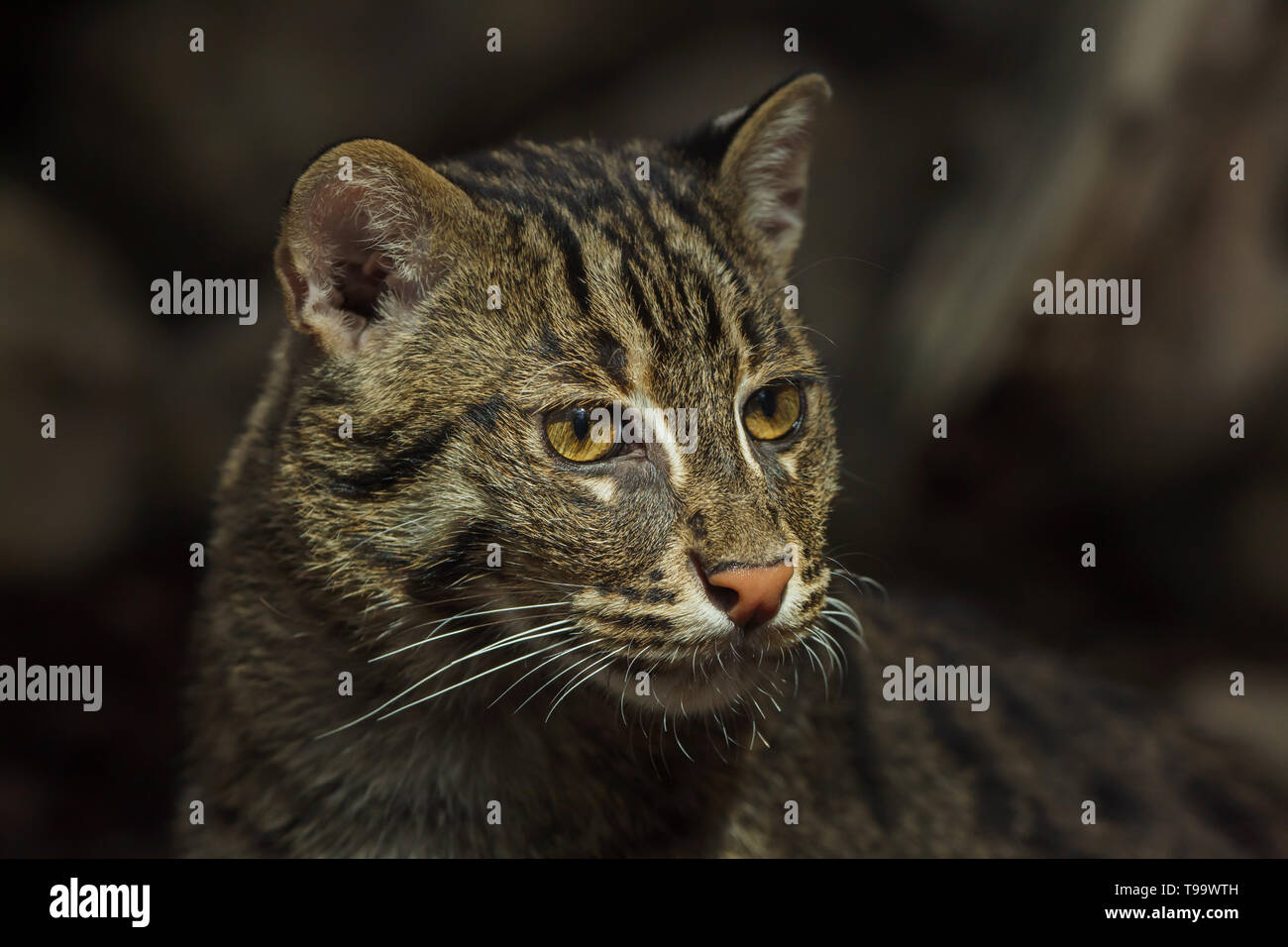 Mammals of bangladesh hi-res stock photography and images - Alamy