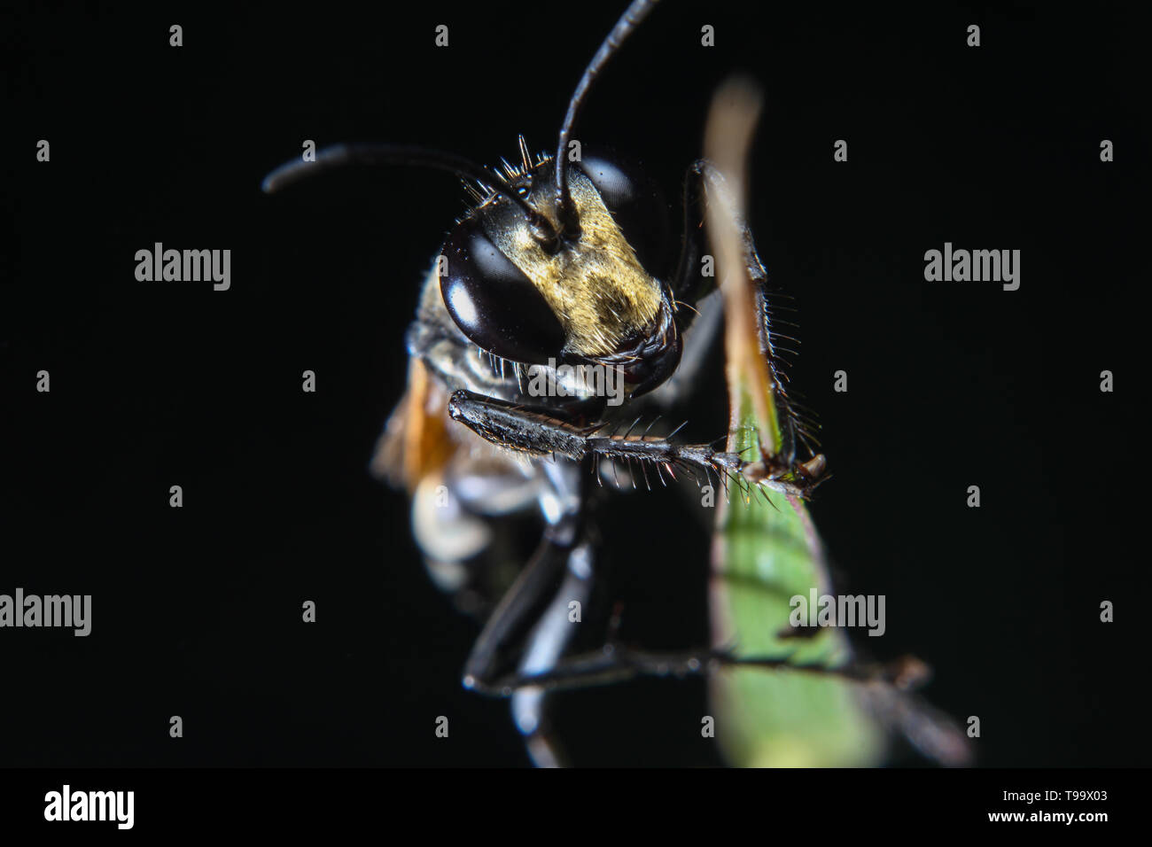 A Macro Photo Of The Black Bee Insect On The Green Leaf With Isolated Black Background Stock Photo Alamy