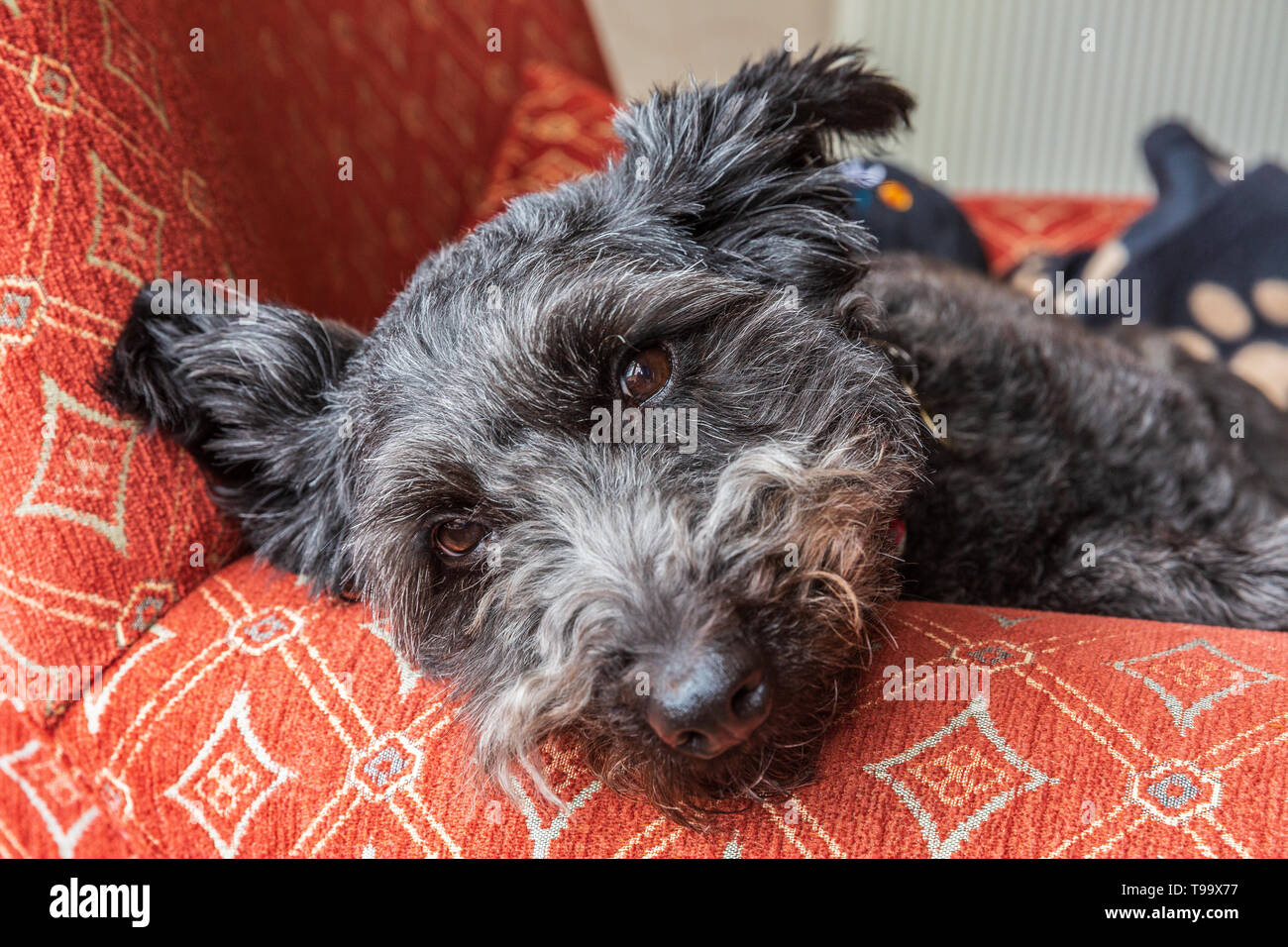 cute friendly black terrier type dog photographed in natural light resting face on arm of a chair and looking up to the camera Stock Photo