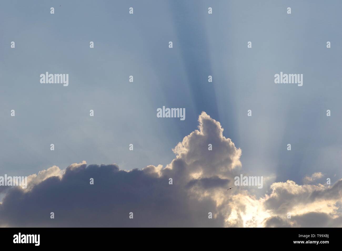 Stunning Crepuscular Sun Rays From Behind Cumulus Mediocris Cloud At stunning-crepuscular-sun-rays-from-behind-cumulus-mediocris-cloud-at