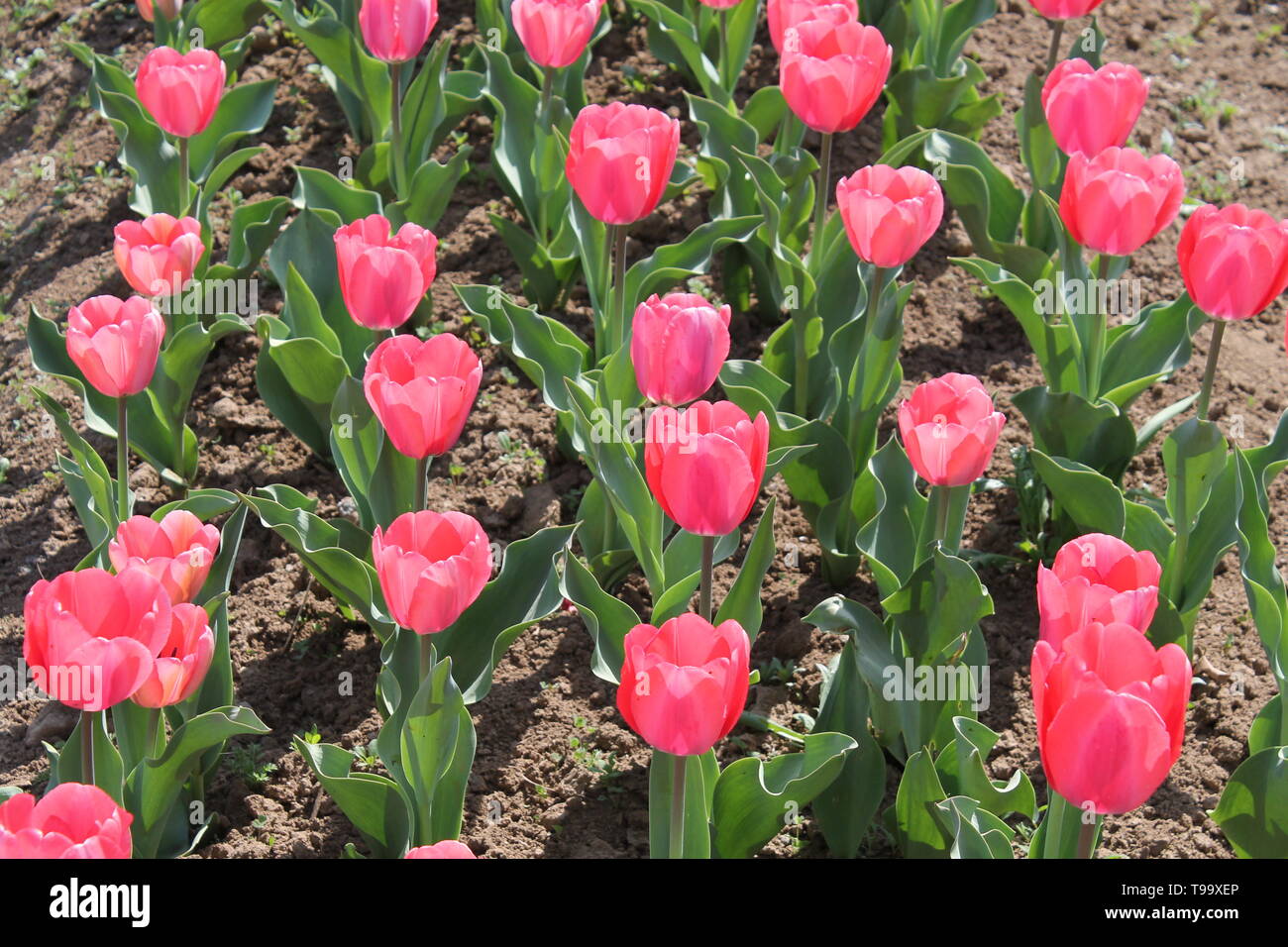The Tulip garden at Srinagar India opens in the month of April and last for one month. Its worth seeing the magical flowers. Stock Photo