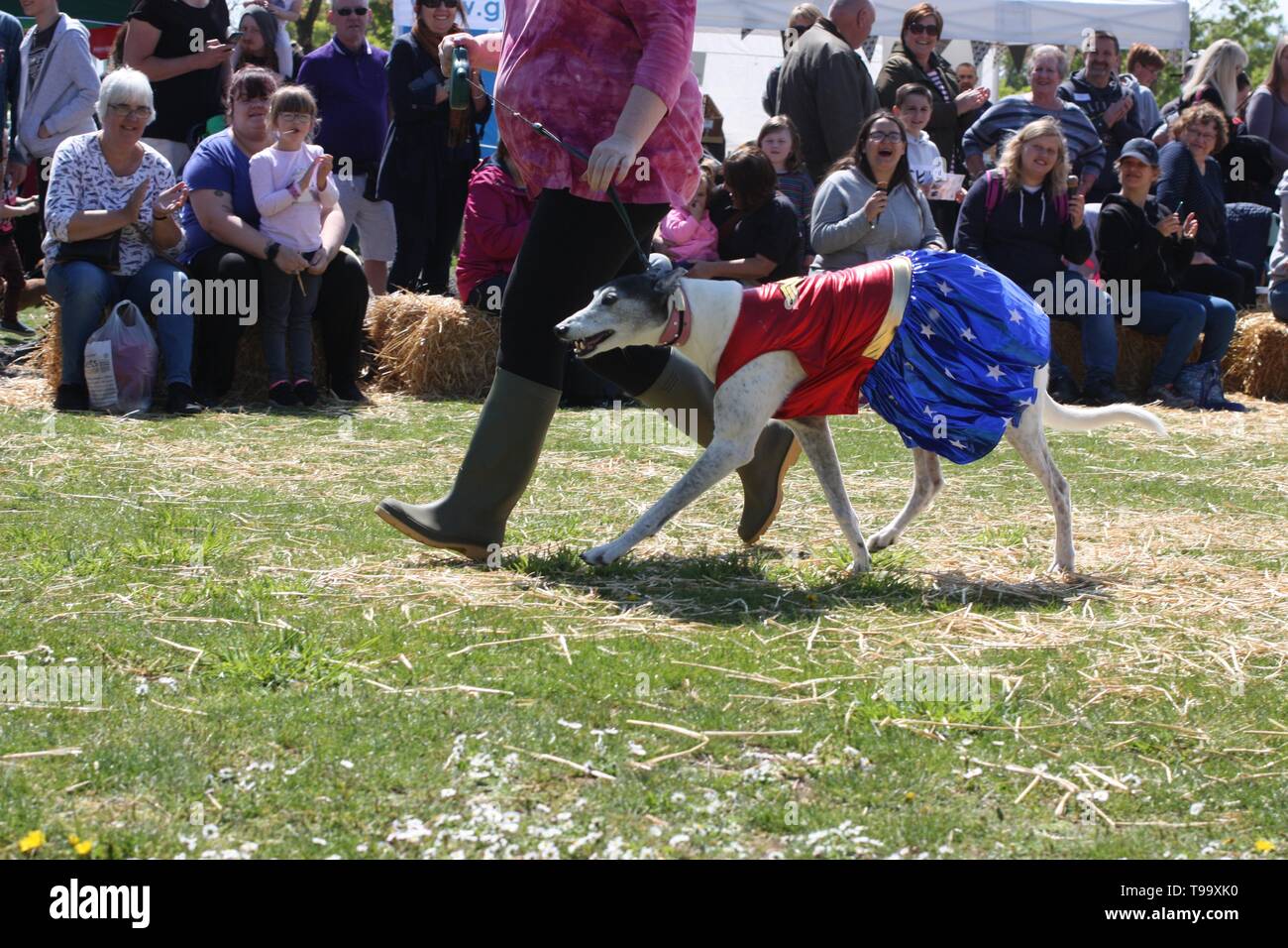 dog in fancy dress at a competition Stock Photo Alamy