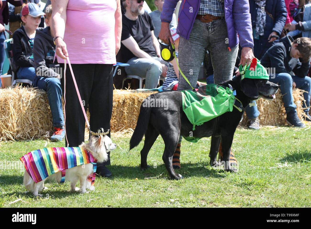 dog in fancy dress at a competition Stock Photo Alamy