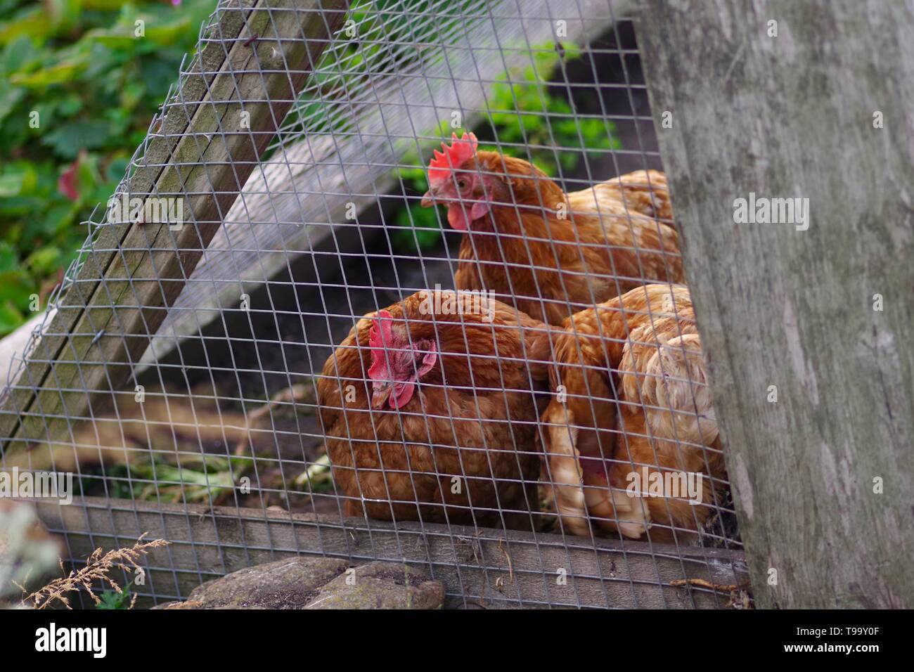 Three Rhode Island Red Chickens in a Coop in a Back Garden. Crail, Fife, Scotland, UK. Stock Photo