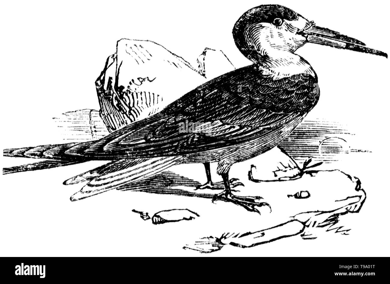 Indian scissorbill Black and White Stock Photos & Images Alamy