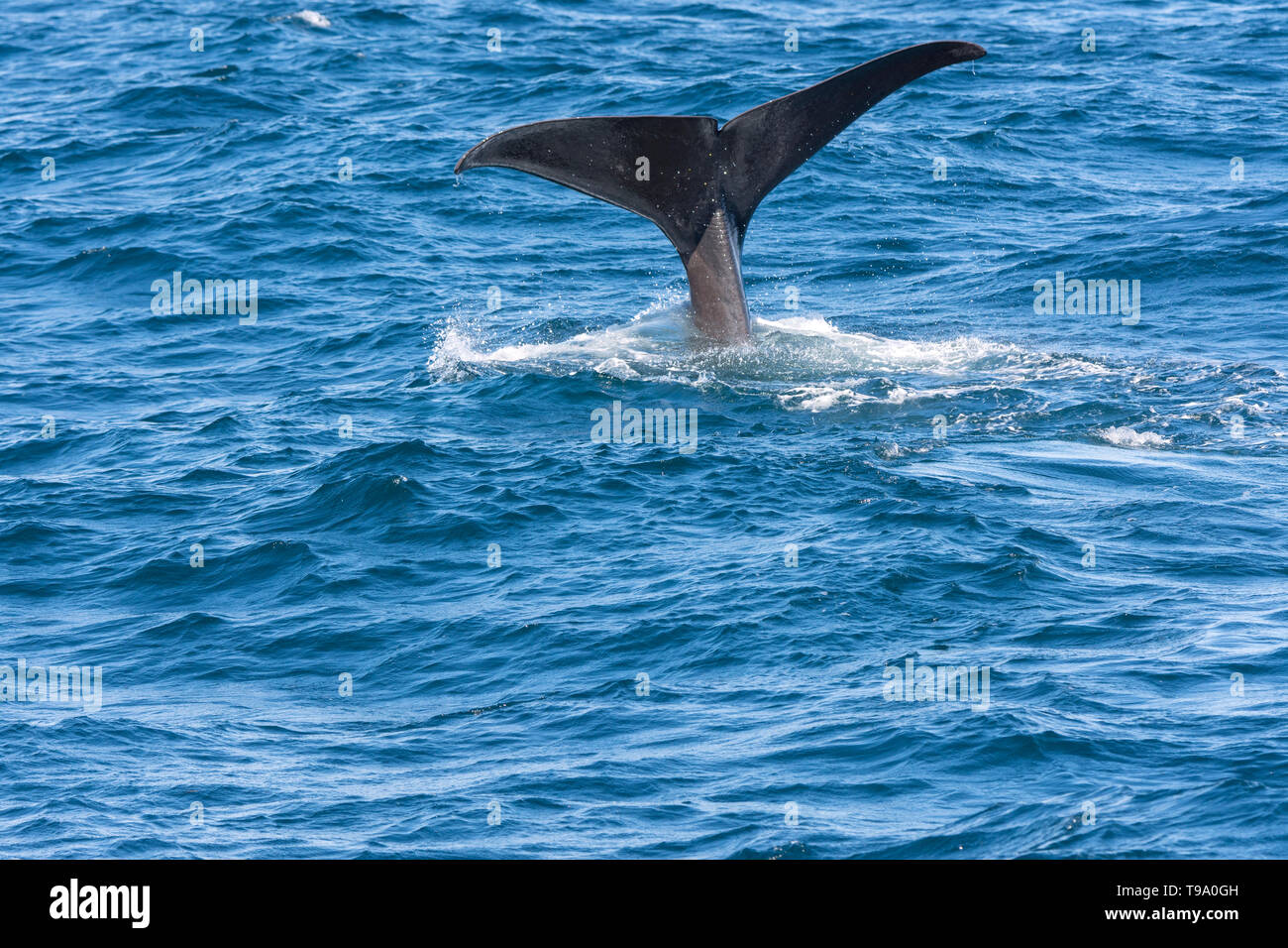 tail of a whale while diving at Andenes at the Lofoten Islands in ...