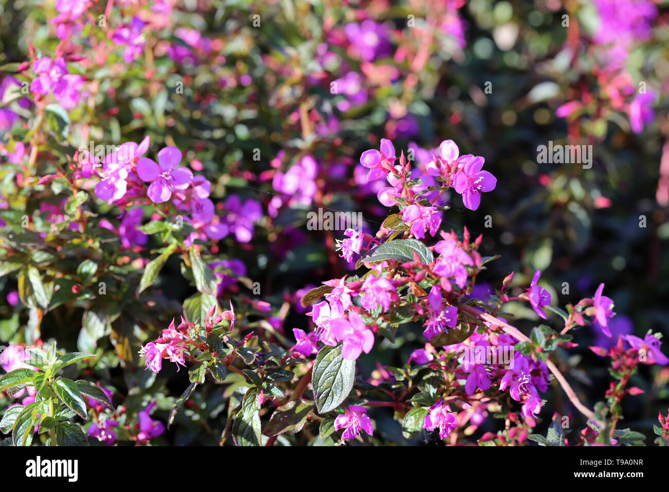 Forming a mat hires stock photography and images Alamy