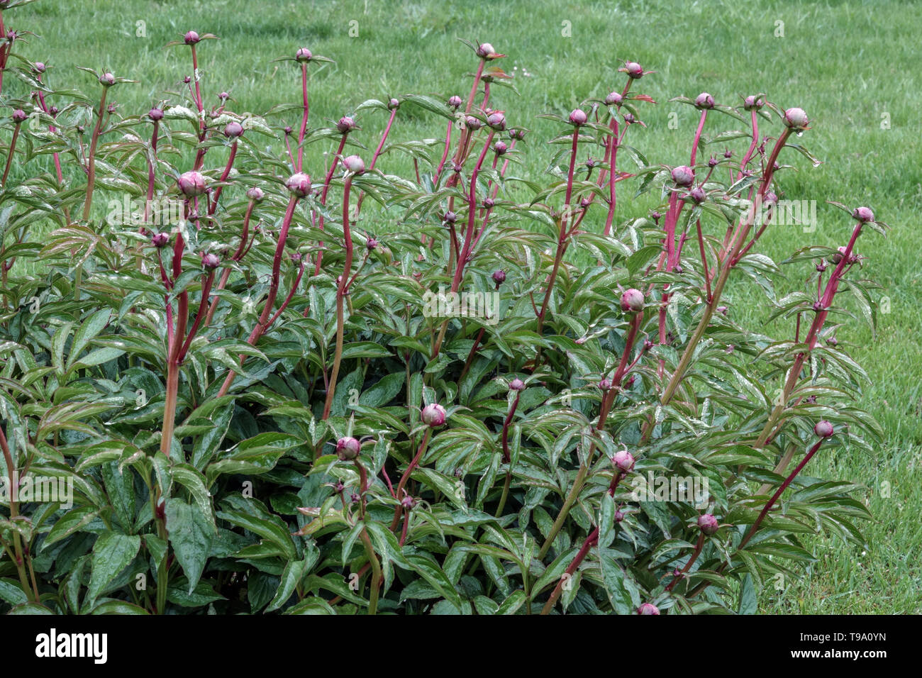Paeonia lactiflora budding, Peony buds, Peonies stems Stock Photo