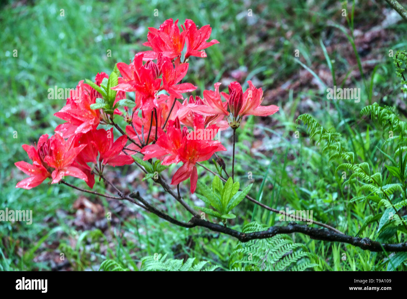 Red Rhododendron mollis, Azalea, blossoms flowering shrubs Stock Photo