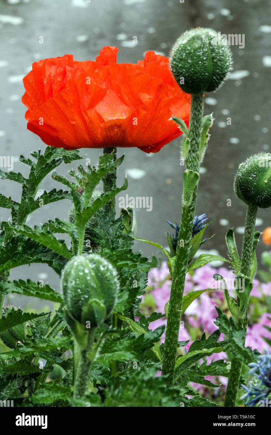 Red papaver bud, buds, Oriental poppy Stock Photo