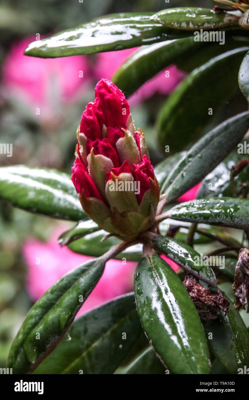 Red rhododendron blossom bud spring buds Stock Photo
