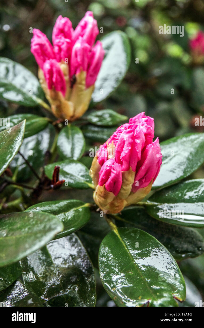 Pink rhododendron bud buds Stock Photo