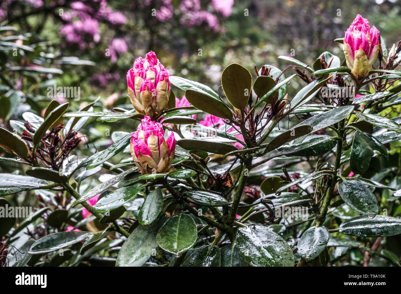 Pink rhododendron bud Stock Photo