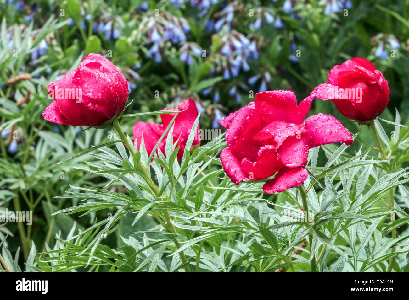 Fern Leaf Peony, Paeonia 'Smouthii', Red peony, Peonies, Beautiful