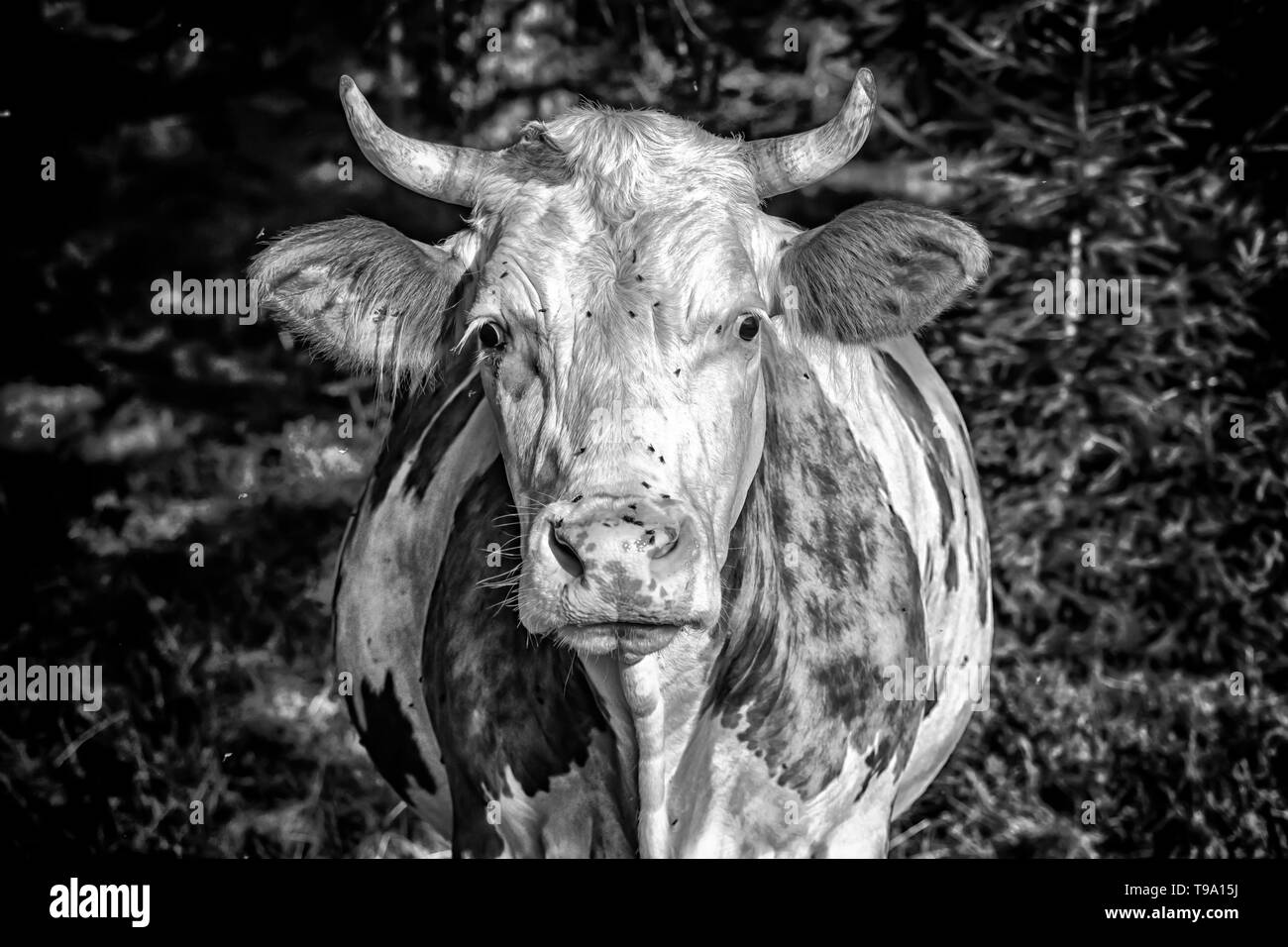 Farming cow cows close Black and White Stock Photos & Images - Alamy