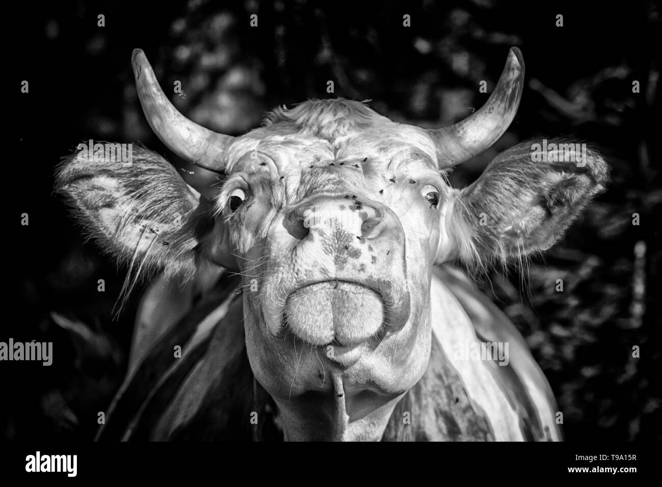 Dairy cows in farmland Black and White Stock Photos & Images - Alamy