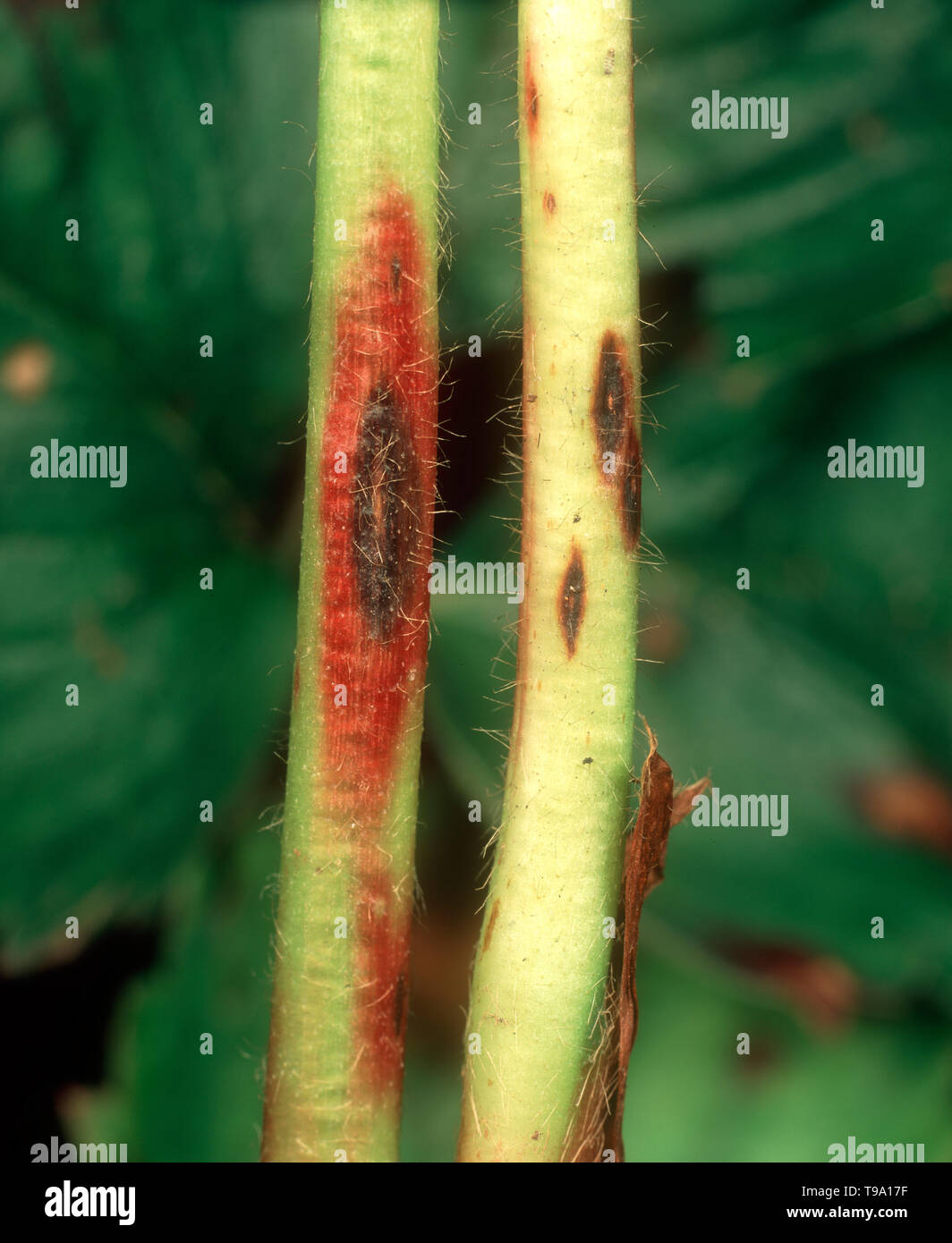 Strawberry leaf spot (Mycosphaerella fragariae) eye-shaped lesion on strawberry petiole with light centre and red surrounding damage Stock Photo