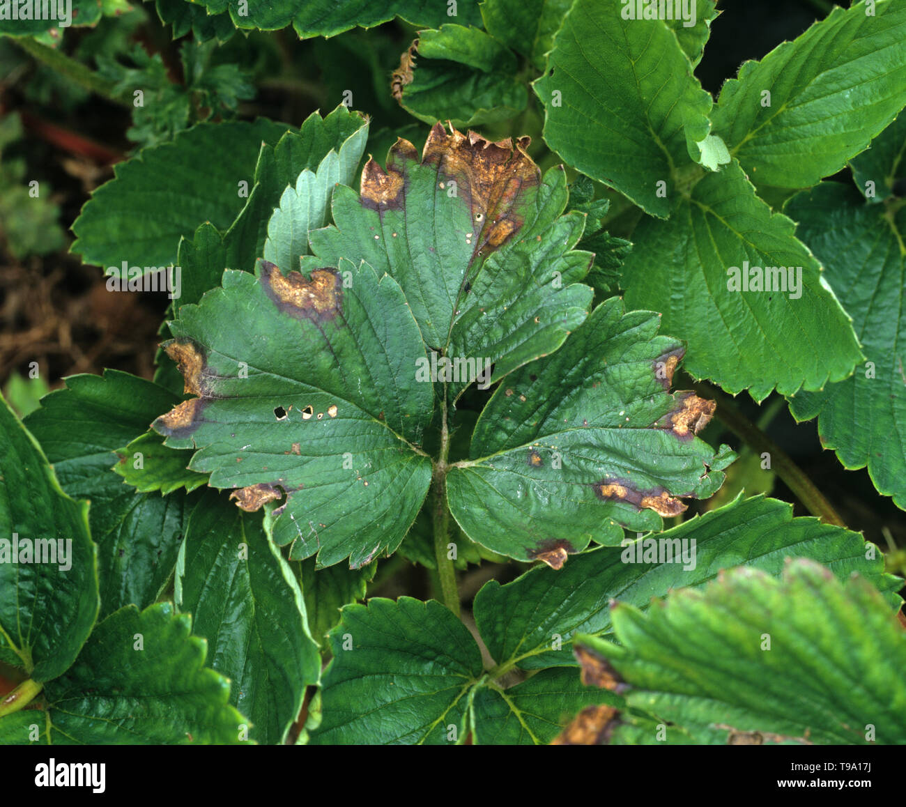 Leaf blight (Phomopsis obscurans)  common fungal disease causing a V-shaped lesions at the leaf edge  with pycnidia on a strawberry leaf Stock Photo