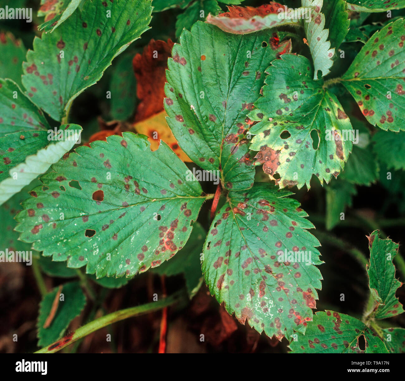 Strawberry leaf spot (Mycosphaerella fragariae) leaf syptoms on strawberry leaves, spots with pale centres Stock Photo