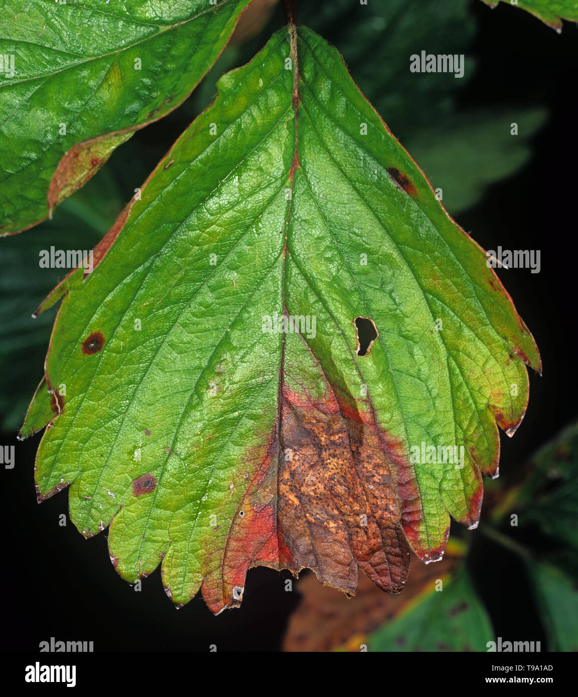 Leaf blight (Phomopsis obscurans)  common fungal disease causing a V-shaped lesion with pycnidia on a strawberry leaf Stock Photo