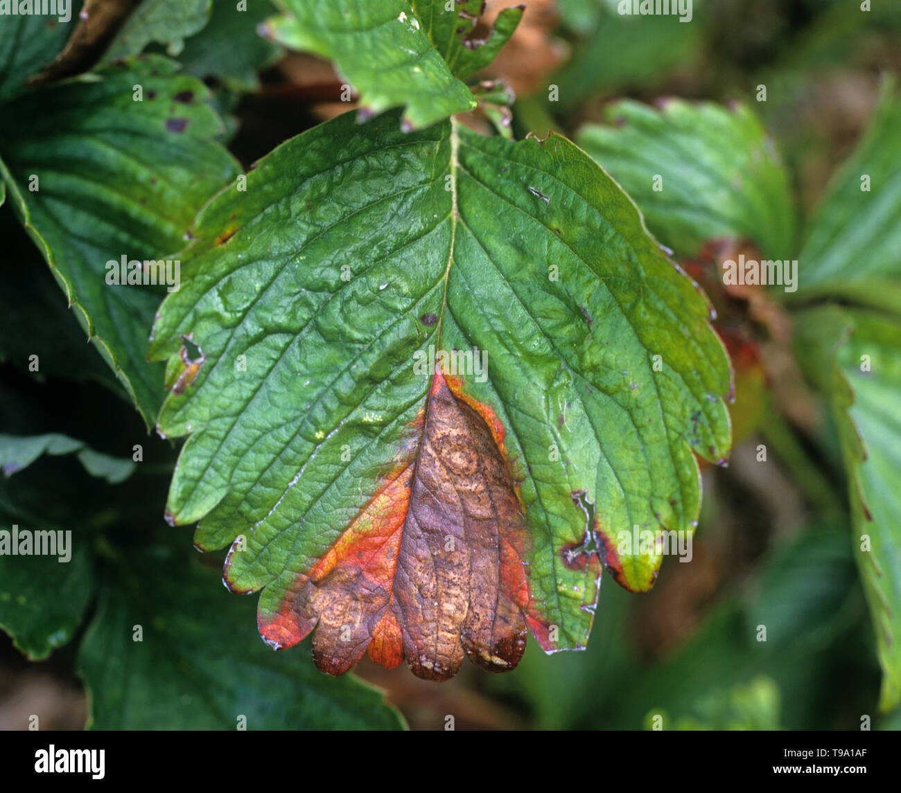 Leaf blight (Phomopsis obscurans)  common fungal disease causing a V-shaped lesion with pycnidia on a strawberry leaf Stock Photo