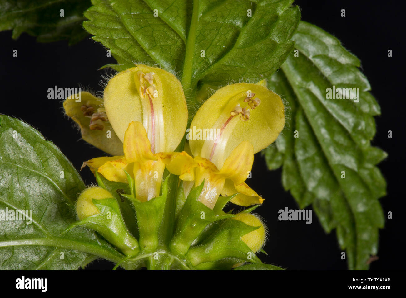 Yellow archangel (Lamium galeobdolon) yellow labiate flowers and leaves of woodland plant, Berkshire, May Stock Photo