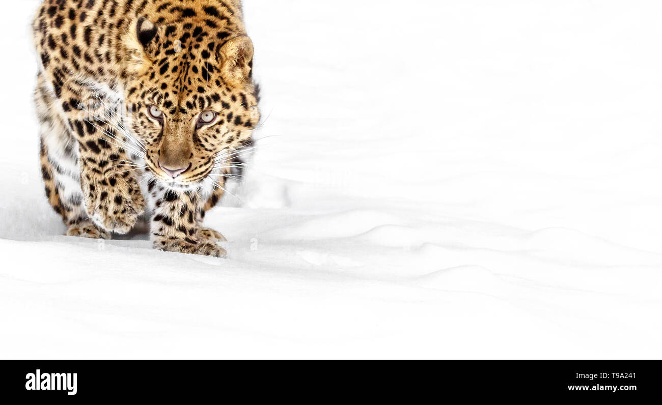 The Amur leopard is a leopard subspecies of SE Russia and NE China. It is Critically Endangered with approximately 60 left in the wild. Stock Photo