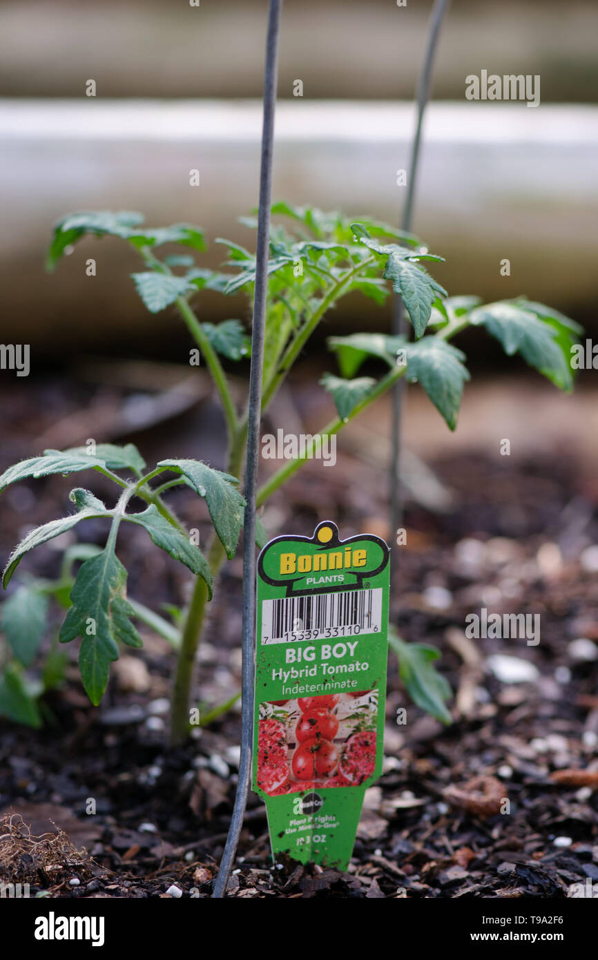 Bonnie Tomato Plants Big boy being planted in the garden Stock Photo